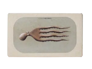 Oktopus in feinstem Olivenöl